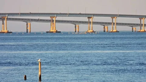 Birds on the Chesapeake Stock Footage 135990390