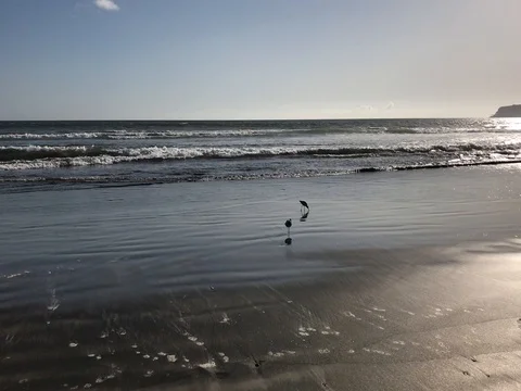 Birds Chilling At Coronado Beach San Diego California With Sound - IMG 5965 Stock Footage