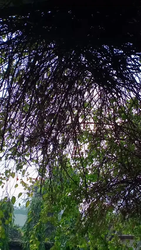 Birds chirping Stock Footage 165118136