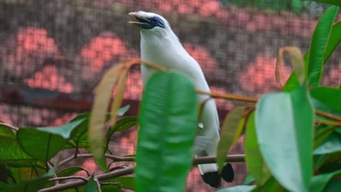 Birds chirping 스톡 동영상 242326505