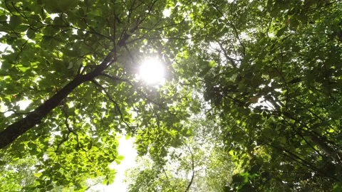 Birds Chirping in the Forest Stock Footage 133715260