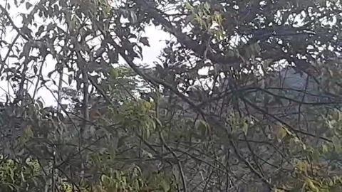 Birds chirping in the forest Stock Footage 297732880