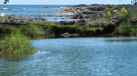 Birds chirping in Hilo bay Video stock 44917548