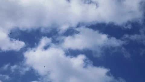 Birds Chirping. Isolated. Stock Footage 146542235