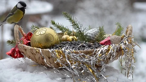 Birds in Christmas Stock Footage 81864618
