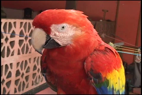 Birds at cigar factory 스톡 동영상 5295606