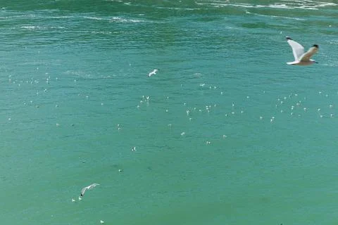 Birds circle above the water while small fish move below the surface. Waves g Stock Photos