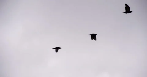 Birds Circle in a Cloudy Sky 4K Stock Footage 57673489