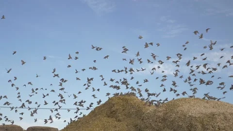 Birds circle over the grain Stock Footage 141743132