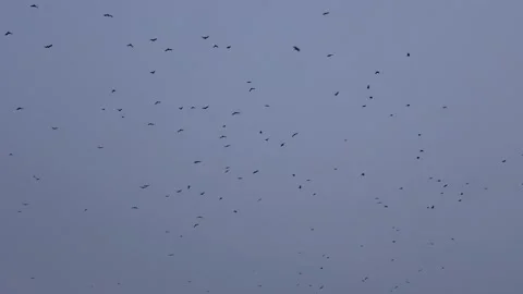 Birds circle in the sky depicting differ... | Stock Video | Pond5