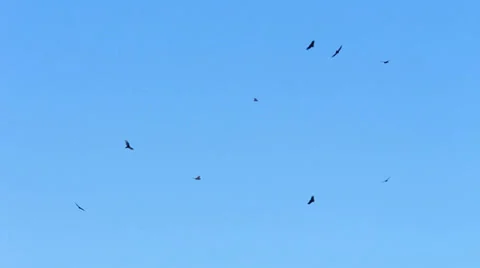 Birds circling against clear blue sky Stock Footage