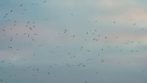 Birds Circling in a Dramatic Sky HD Pro Stock Footage 73265617