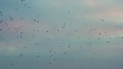 Birds Circling in a Dramatic Sky HD Pro HQ Stockbeeldmateriaal 340801979