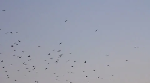 Birds circling Stock Footage 53298862