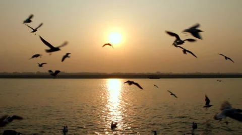 Birds circling on the Ganges River Video stock 41240144