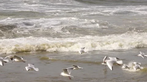 Birds circling over the waves in storms and in strong winds Stock Footage 151052045