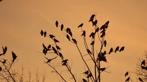 Birds circling in the sky, a flock of crows sunset orange silhouette . autumn Stock Footage 81808594