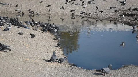 Birds in the city Video stock 114750582