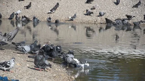 Birds in the city Stock Footage 114750910