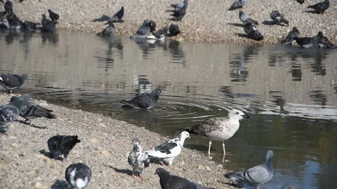 Birds in the city Stock Footage 114750998