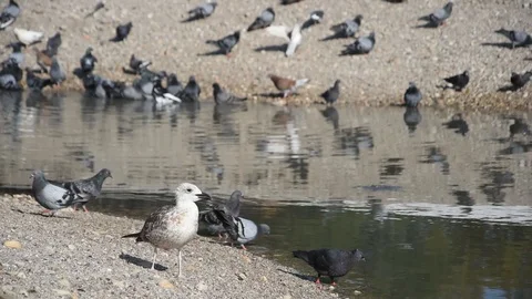 Birds in the city Stock Footage 114751013