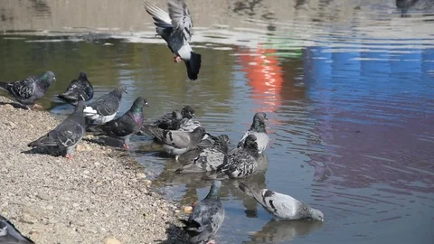 Birds in the city Stock Footage 114751165