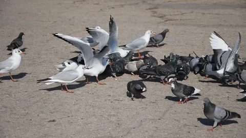 Birds in the city Stock Footage 114821883
