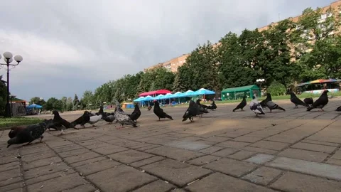Birds in the city. Stock Footage 135257047
