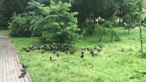 Birds in the city Stock Footage 135724793