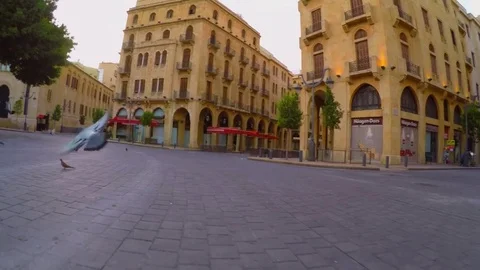 Birds in the City Square Video stock 79019894