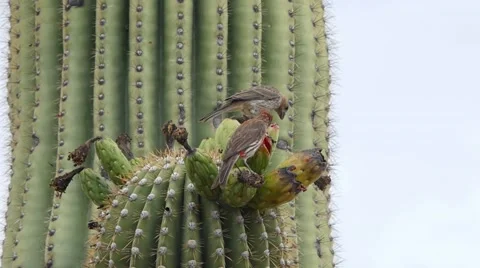 Birds clash over cactus fruit in the desert Stock Footage 64553902
