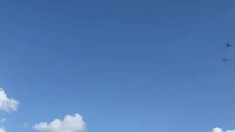 Birds in the Clear Sky Stock Footage 327557215
