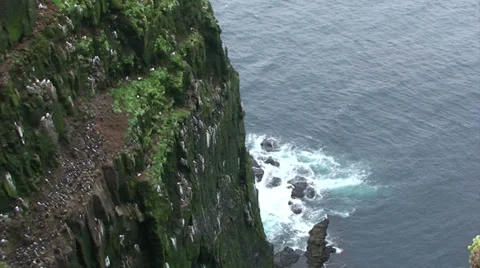 Birds on the cliff Stock Footage 37300294
