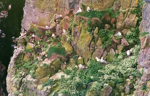 Birds on a cliff Stock Photos