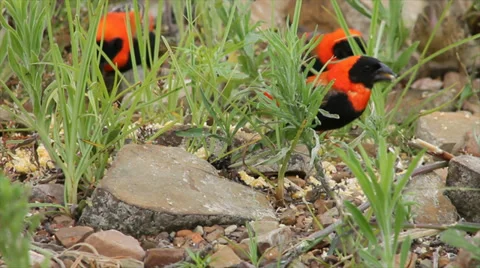 Birds Close Up 01 Stock Footage 33703997