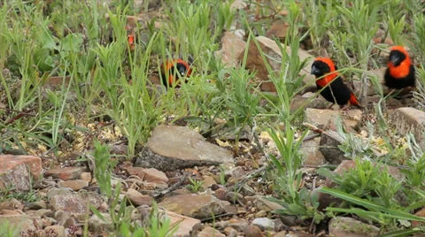 Birds Close Up 02 Stock Footage 33705220