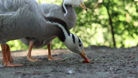 Birds close-up on a blurred natural background Stock Footage 337362597