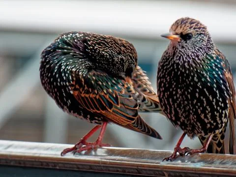 Birds close up 스톡 사진