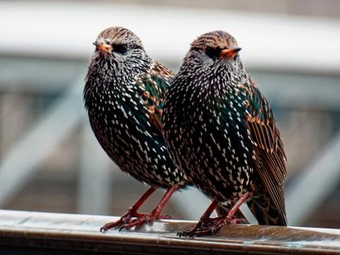 Birds close up Stock Photos