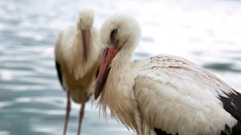Birds close up on water background Stock Footage 160536493