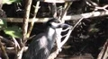 Birds close up yellow crowned night heron sitting in the mangroves shakes hea HD Footage