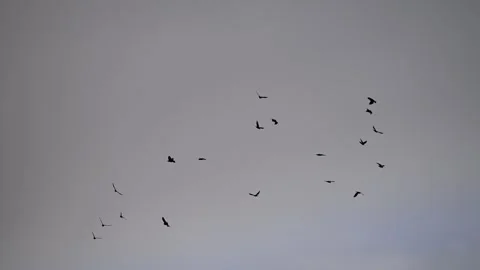 Birds cloudy day Stock Footage 271349293