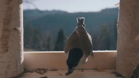 Birds clouse up Stock Footage 122153522