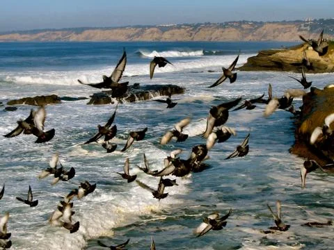 Birds on the coast 스톡 사진