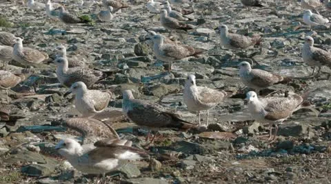 Birds On Coastline Stock-Footage 22280592