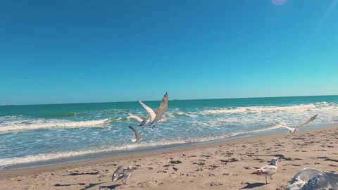 Birds of Cocoa Bch 動画素材 155178656