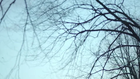 Birds in Cold Winter Sky through Bare Tree Tops. Hand Camera Pick-Up Shot 库存影片 139340182