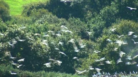 Birds colony Stock Footage 20503645