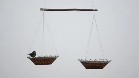 Birds come to the feeder. Stock Footage 46396631