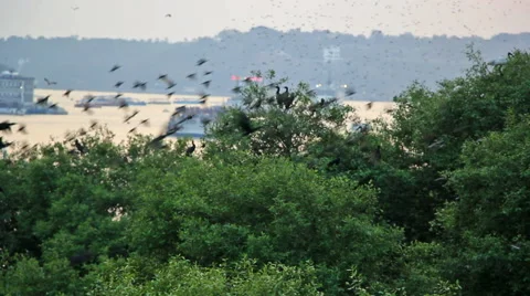 Birds Coming for Roosting and Nesting Stock Footage 61067800